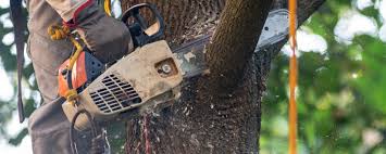 How Our Tree Care Process Works  in  Gnadenhutten, OH