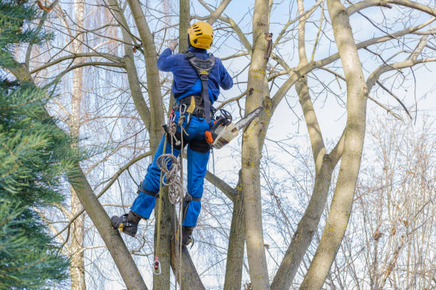 Best Palm Tree Trimming  in Gnadenhutten, OH